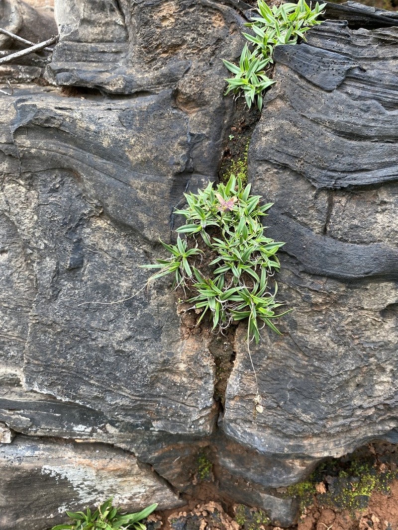 Xerophyta burrowsiorum photo 4