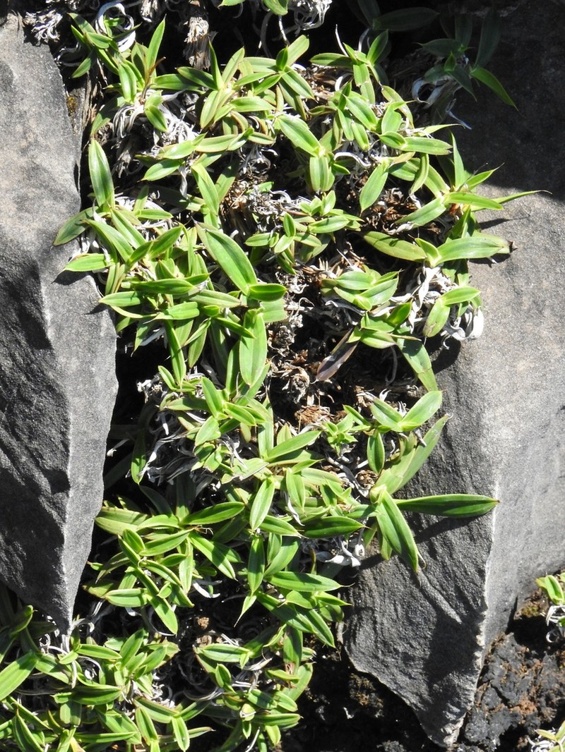 Xerophyta burrowsiorum photo 5