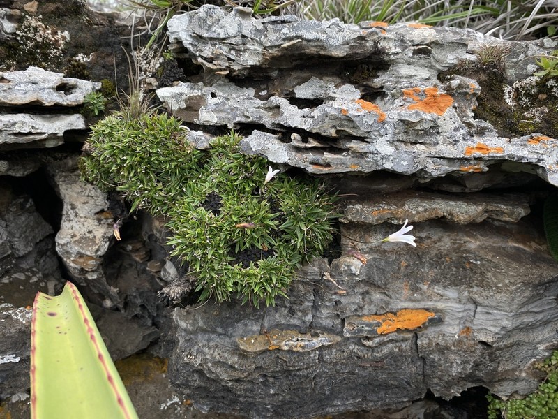 Xerophyta burrowsiorum photo 6