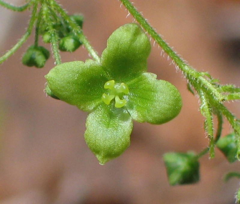 Xerosicyos hirtellus