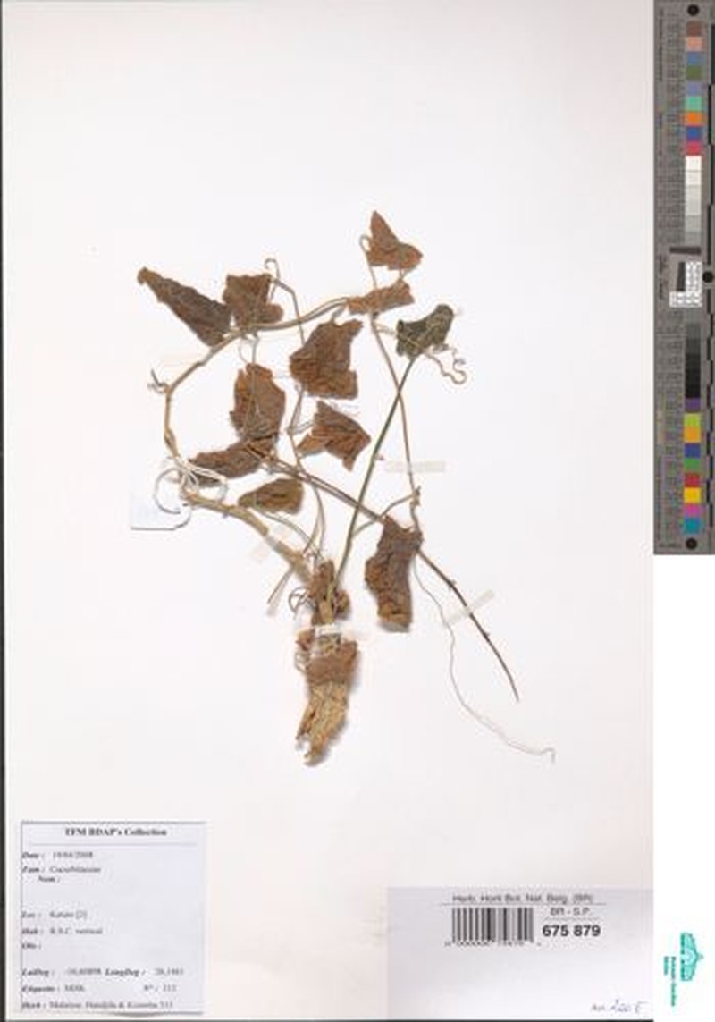 Xerosicyos tripartitus