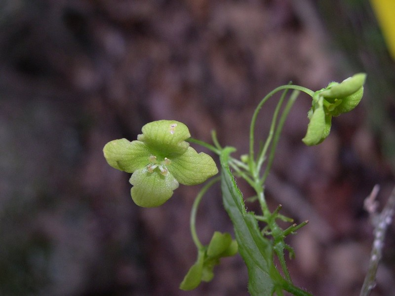 Xerosicyos tripartitus photo 2