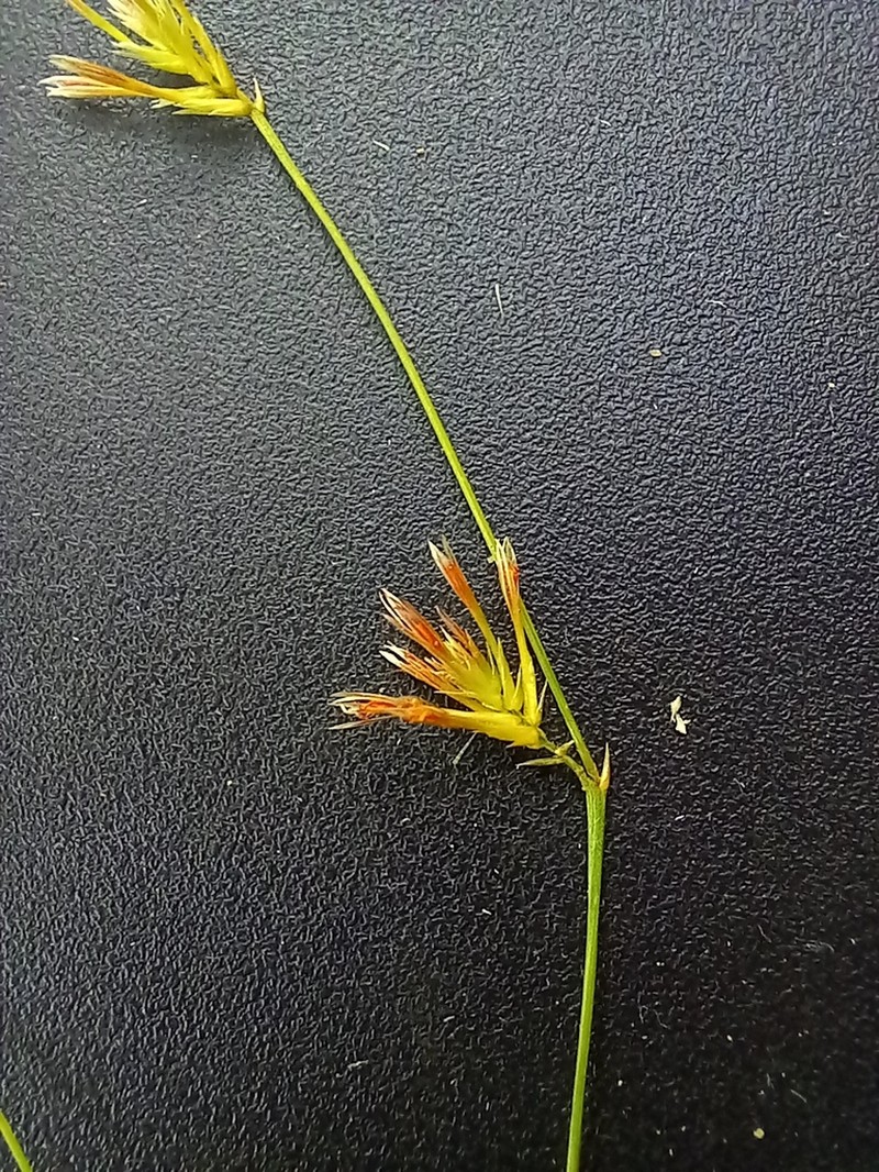Xerosiphon angustiflorus photo 2