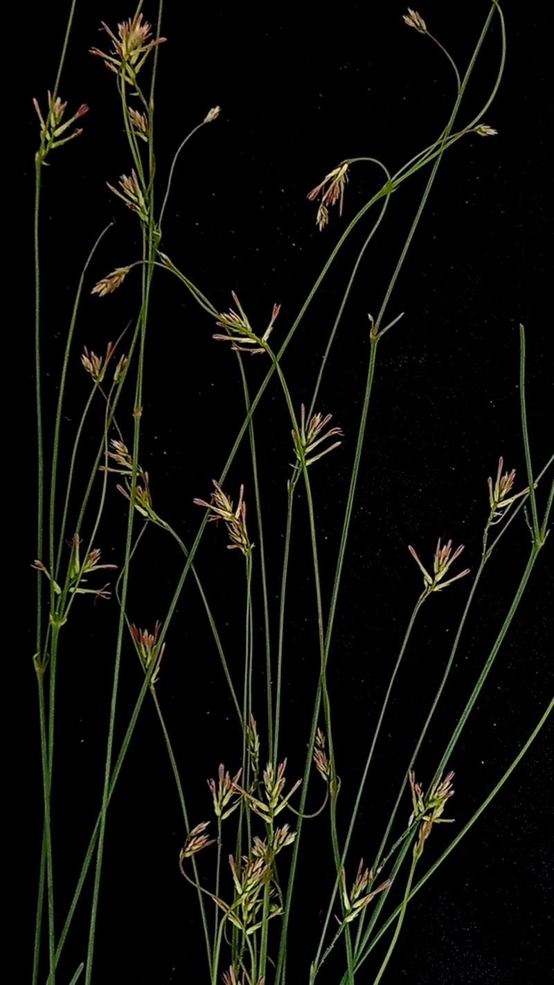 Xerosiphon angustiflorus photo 3