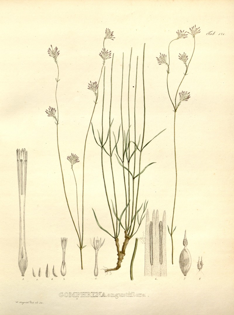 Xerosiphon angustiflorus