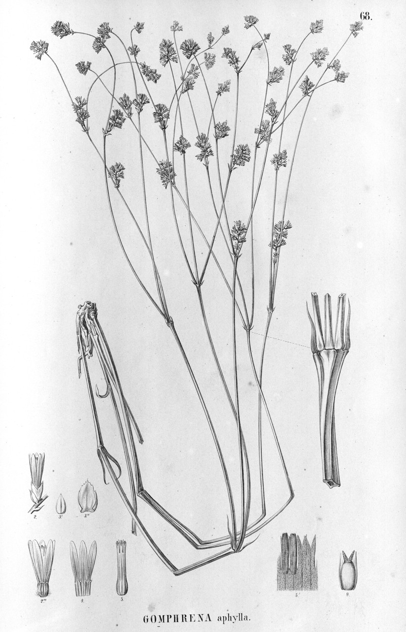 Xerosiphon aphyllus