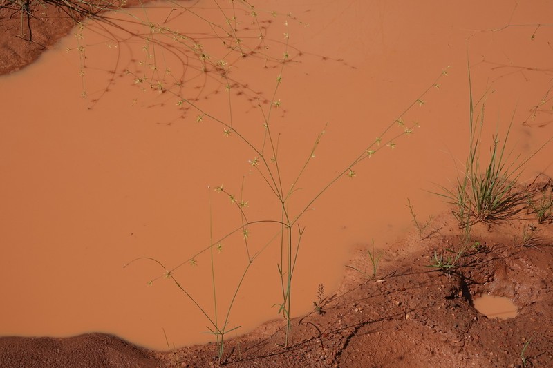 Xerosiphon aphyllus photo 2