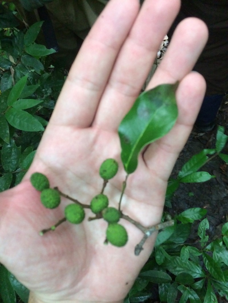 Xerospermum laevigatum