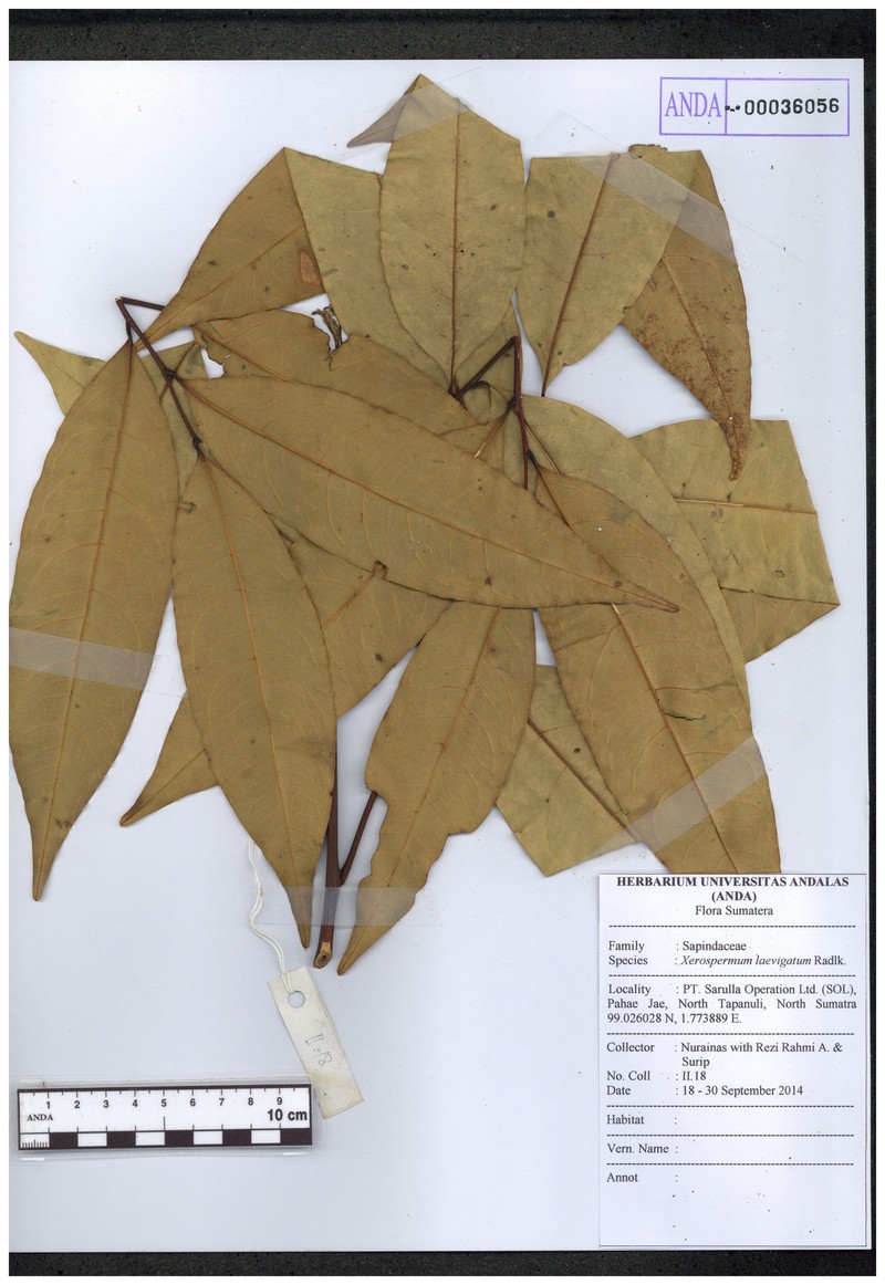 Xerospermum laevigatum photo 3