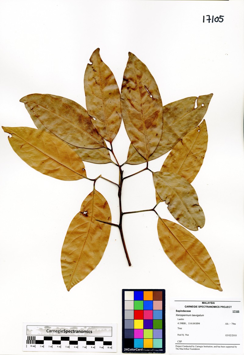 Xerospermum laevigatum photo 4