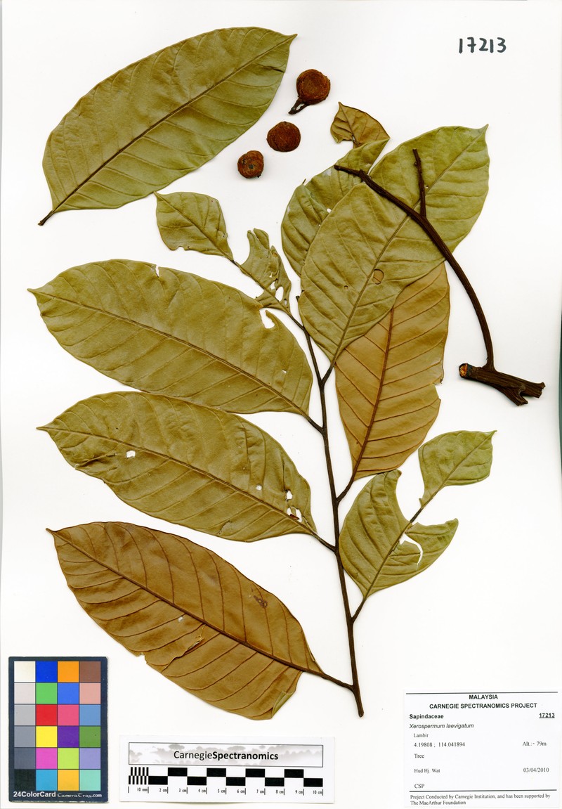 Xerospermum laevigatum photo 5