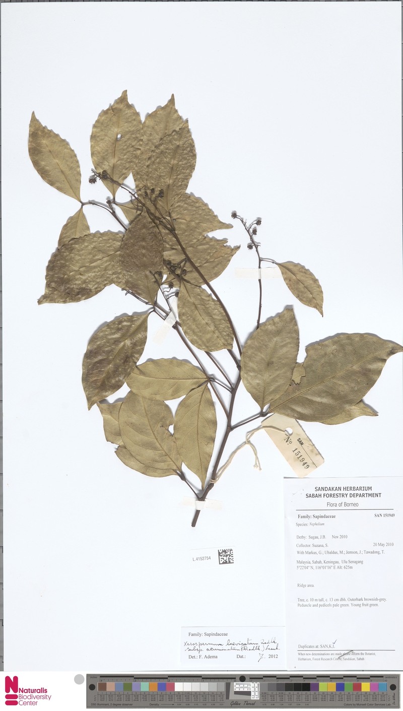 Xerospermum laevigatum subsp. acuminatum