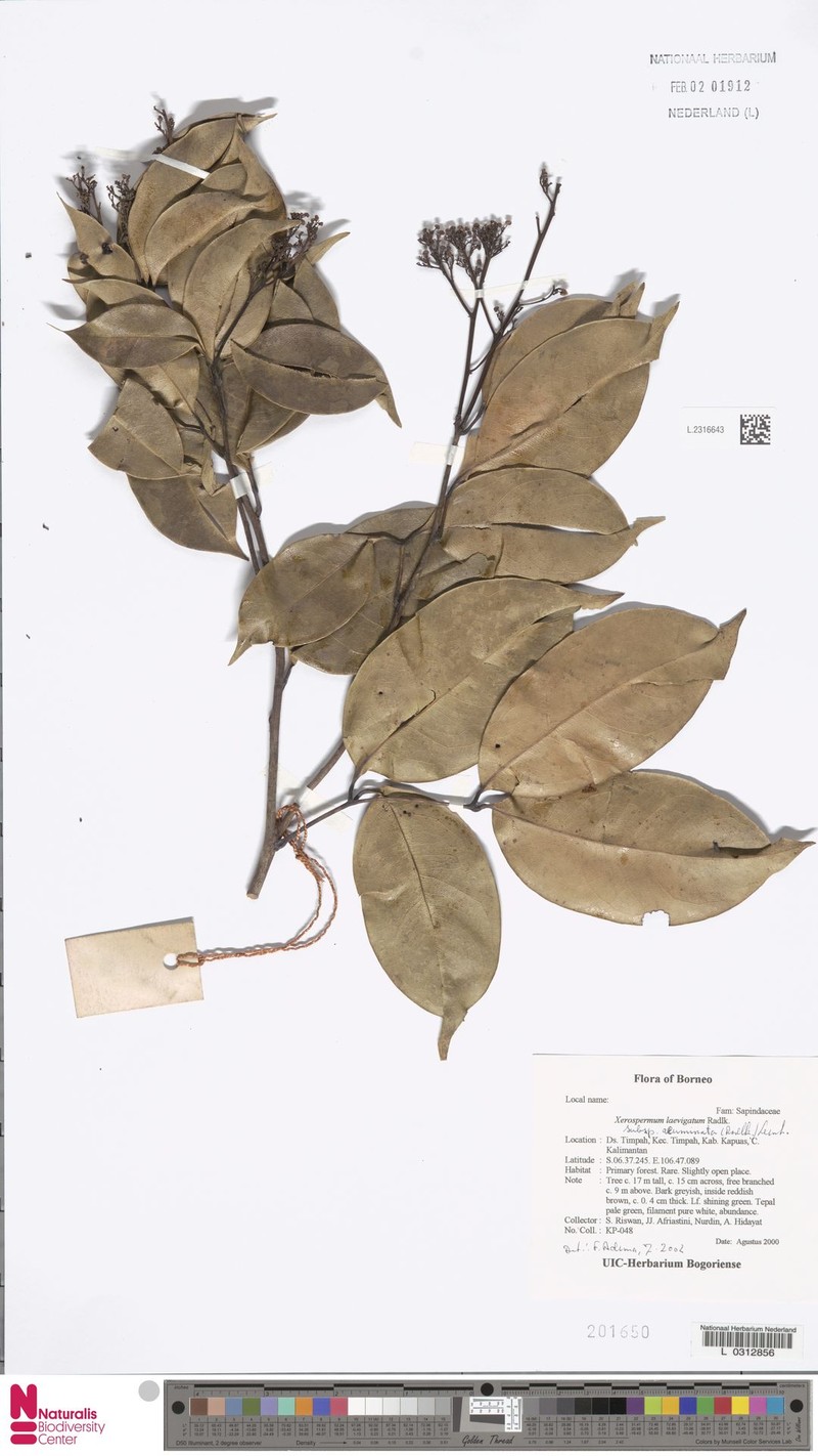 Xerospermum laevigatum subsp. acuminatum photo 2