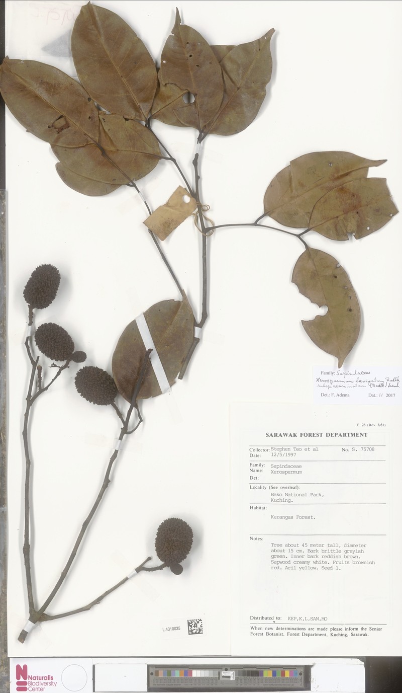 Xerospermum laevigatum subsp. acuminatum photo 3