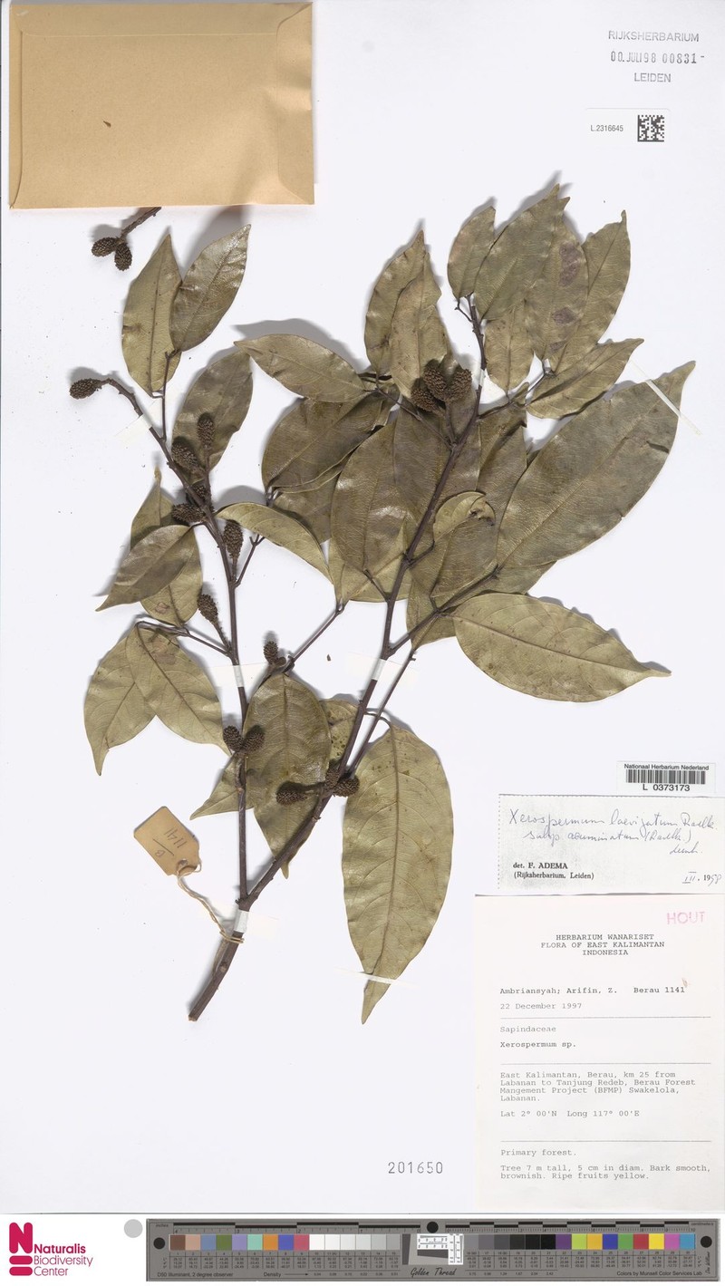 Xerospermum laevigatum subsp. acuminatum photo 4