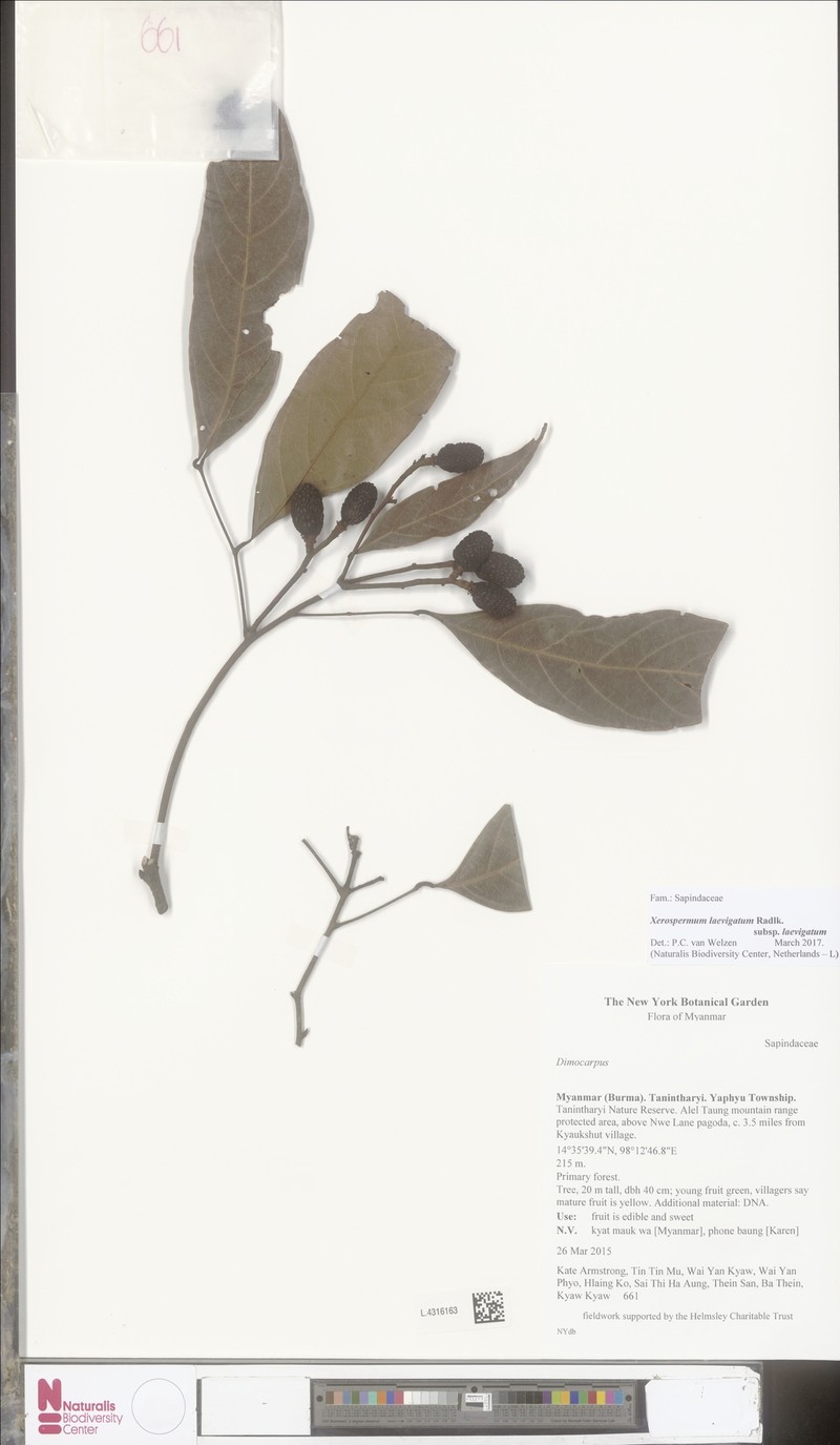 Xerospermum laevigatum subsp. laevigatum