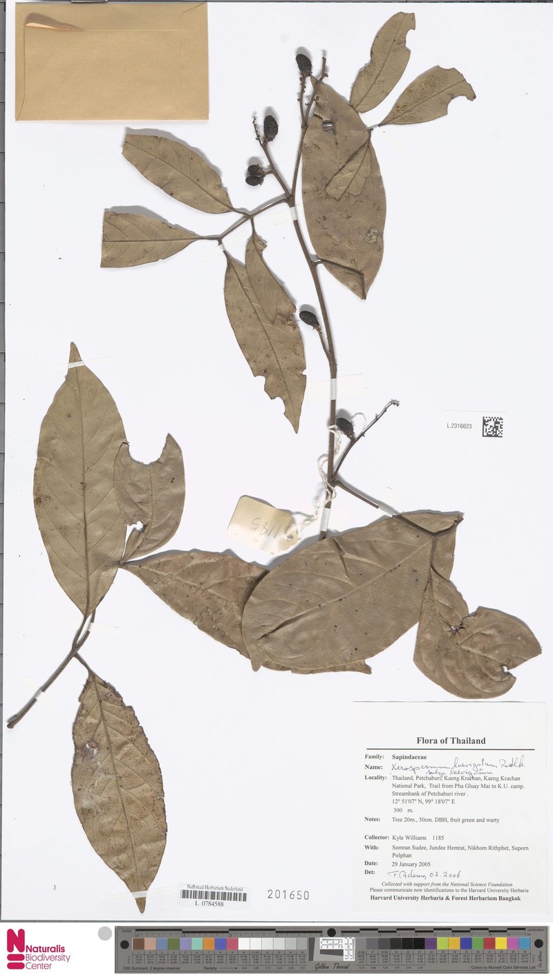Xerospermum laevigatum subsp. laevigatum photo 2