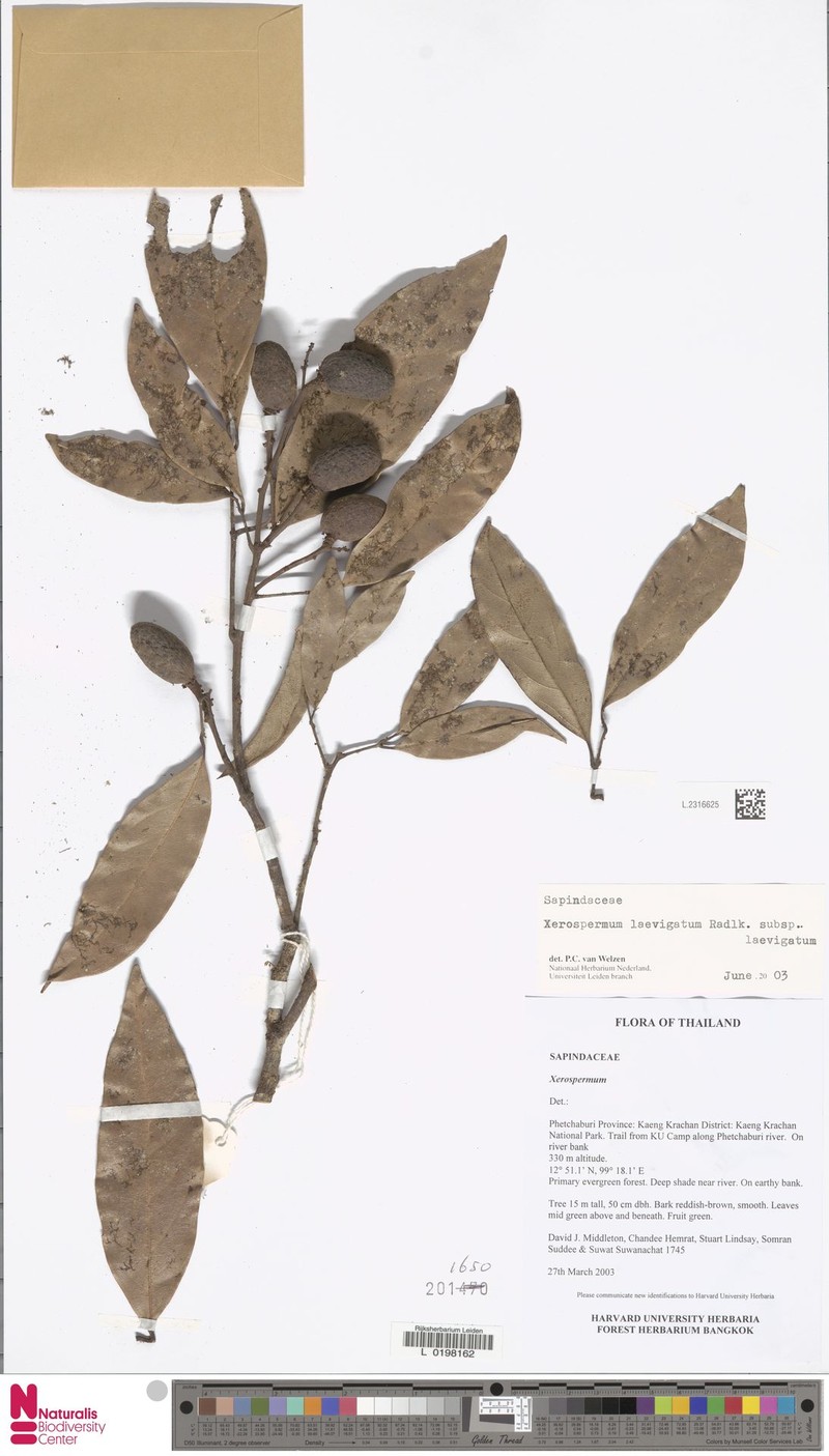 Xerospermum laevigatum subsp. laevigatum photo 3
