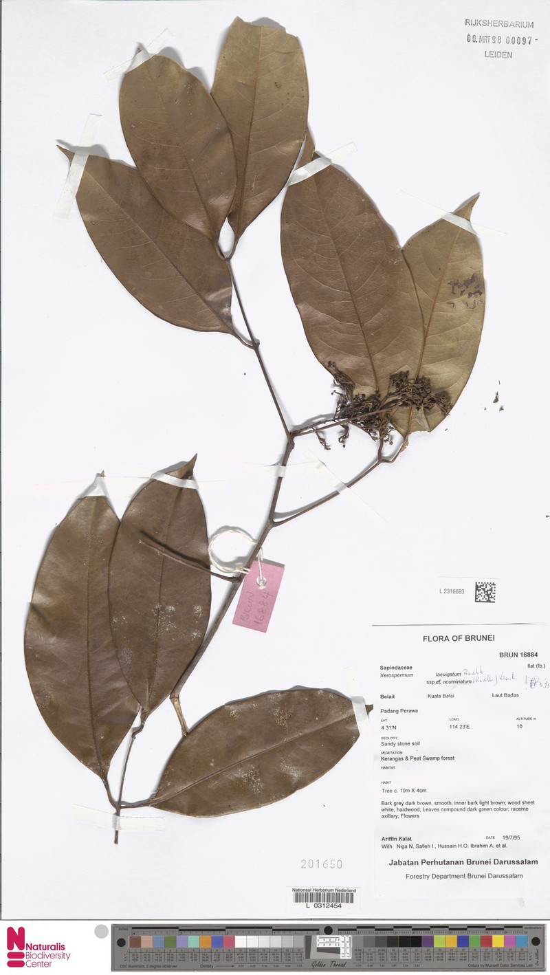 Xerospermum laevigatum subsp. laevigatum photo 4