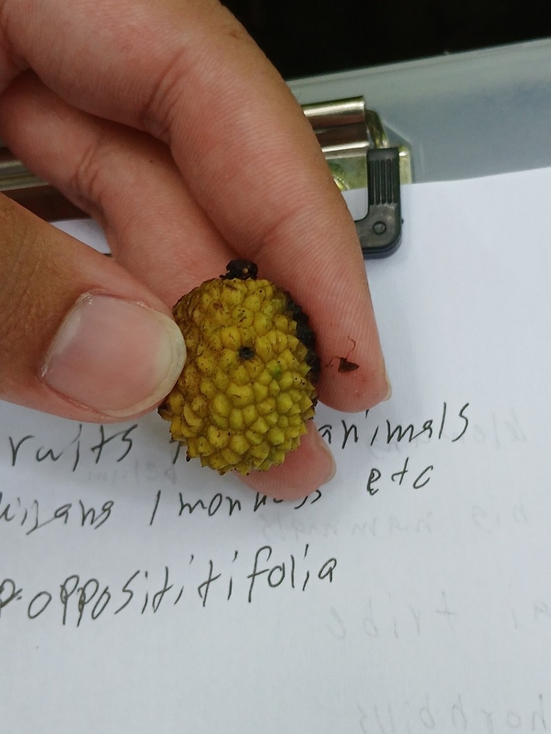 Xerospermum noronhianum photo 2