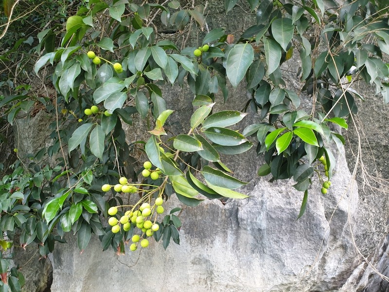 Xerospermum noronhianum photo 3