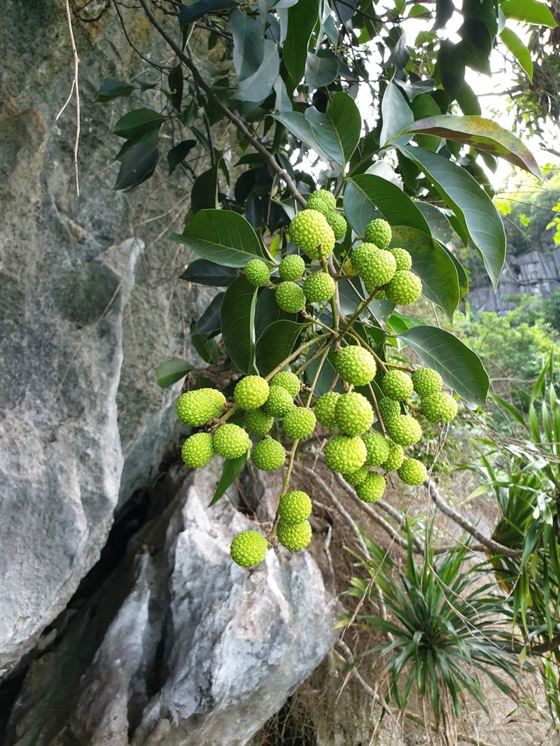 Xerospermum noronhianum photo 4