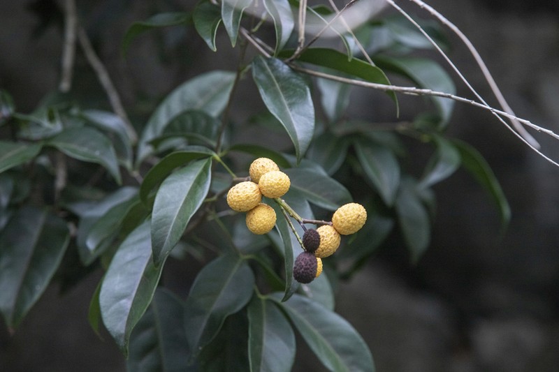 Xerospermum noronhianum photo 5
