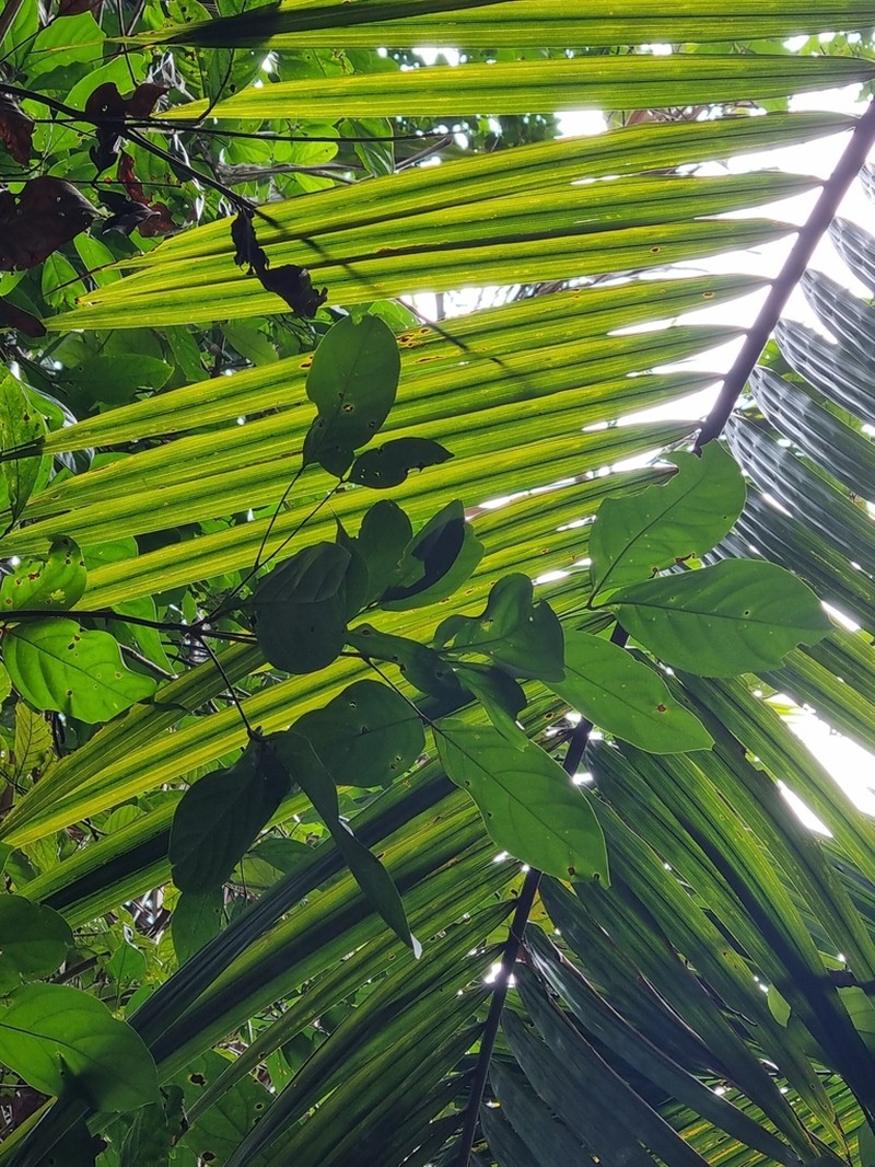 Xerospermum noronhianum photo 7