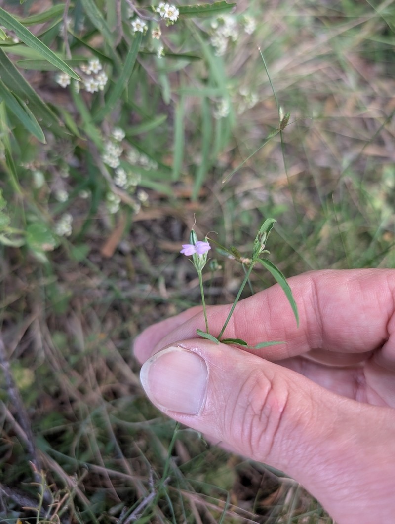 Xerothamnella herbacea