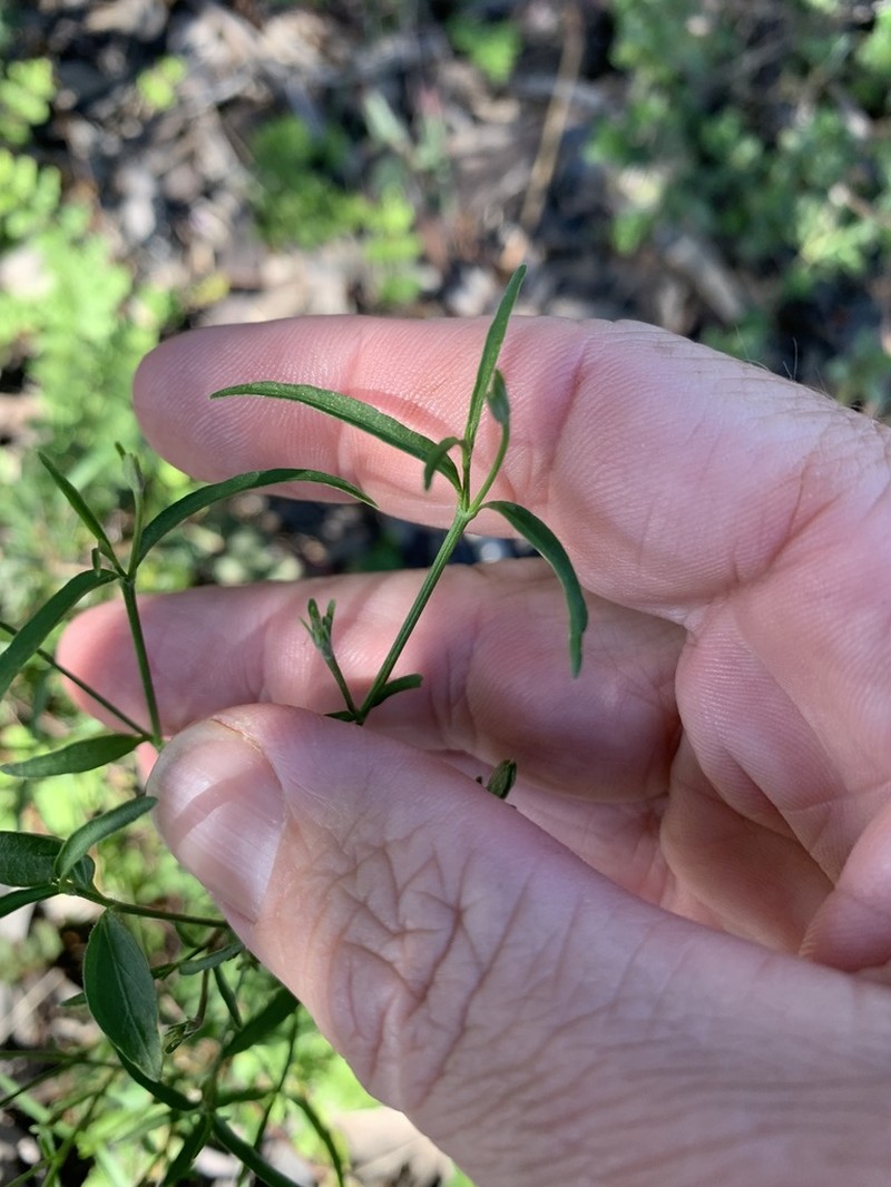 Xerothamnella herbacea photo 3