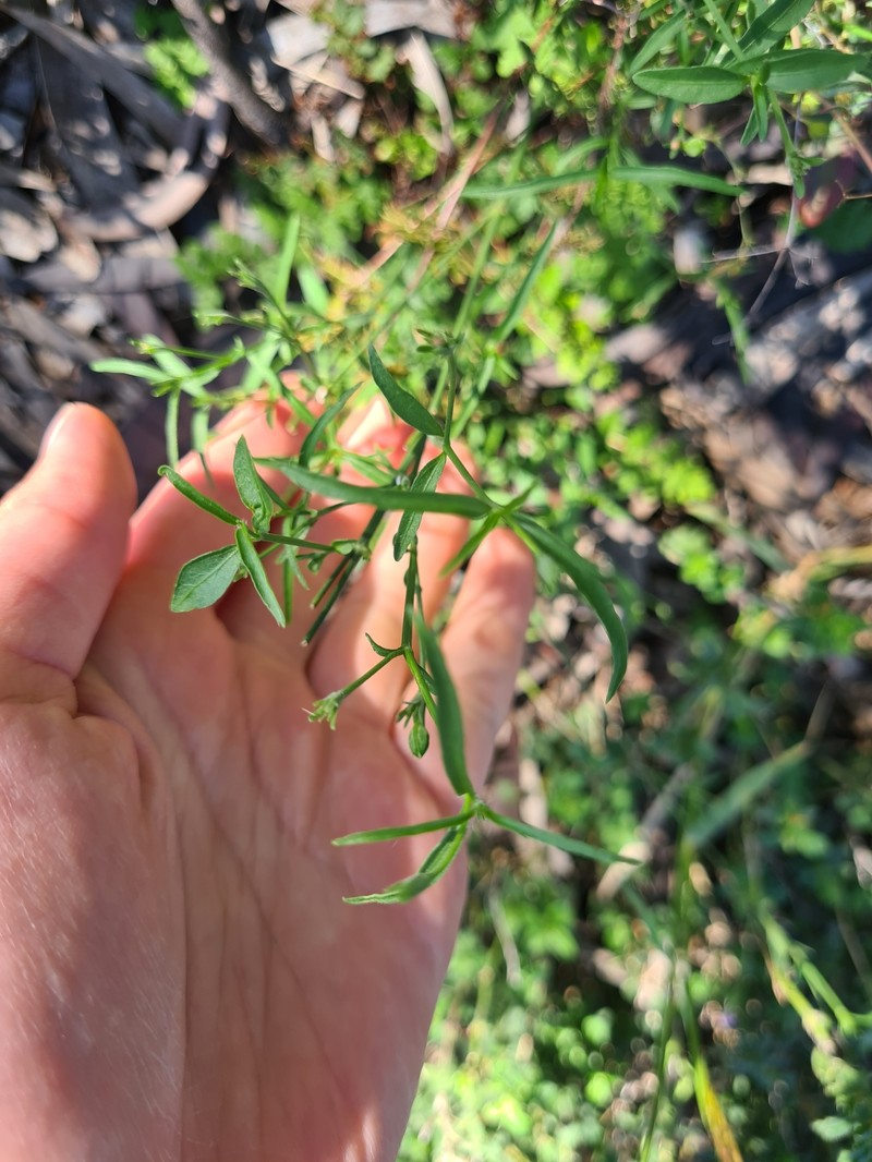 Xerothamnella herbacea photo 4