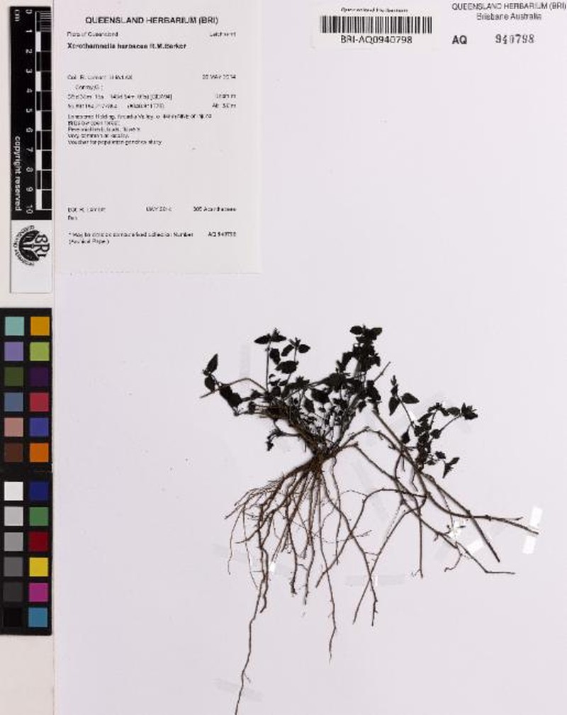 Xerothamnella herbacea photo 6