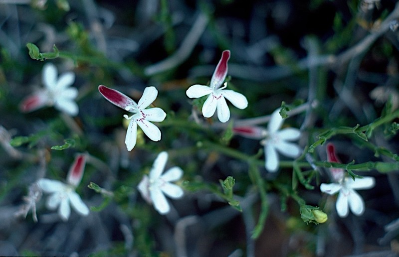 Xerothamnella parvifolia