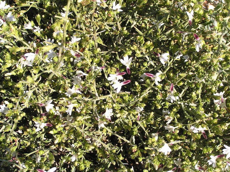 Xerothamnella parvifolia photo 2