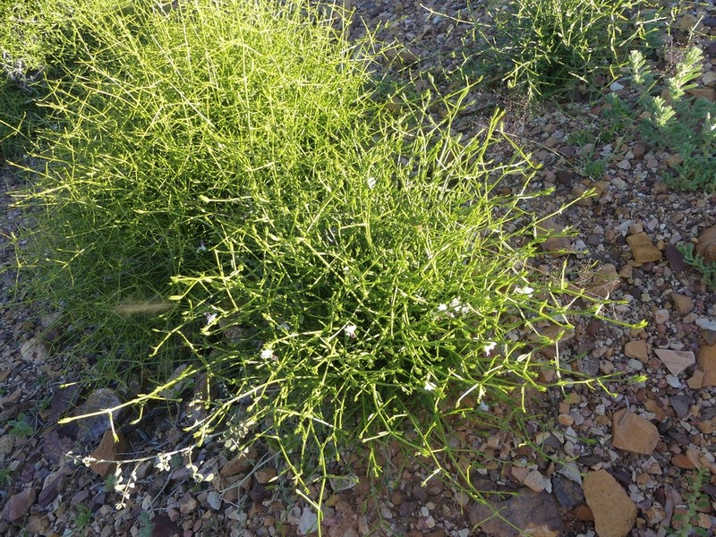 Xerothamnella parvifolia photo 3