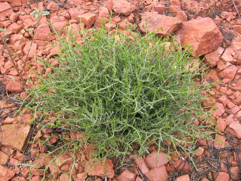 Xerothamnella parvifolia photo 4