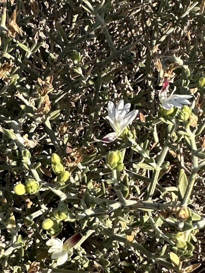 Xerothamnella parvifolia photo 5