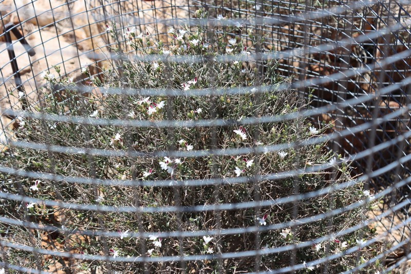 Xerothamnella parvifolia photo 6