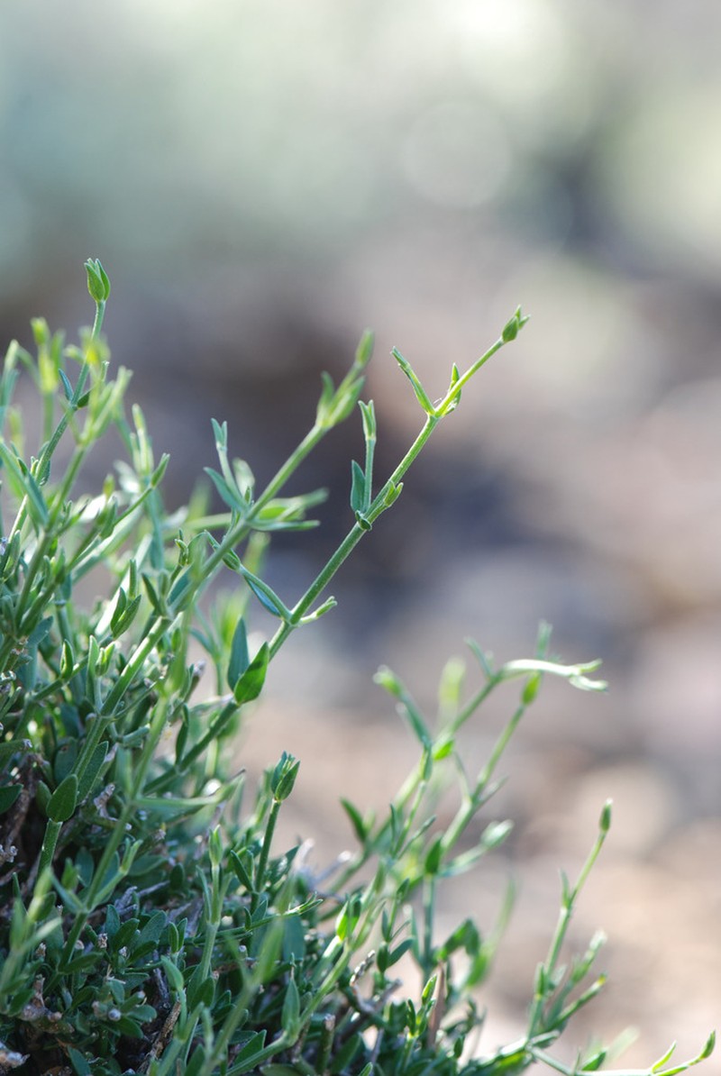 Xerothamnella parvifolia photo 7
