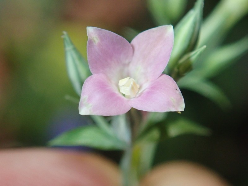 Xestaea lisianthoides