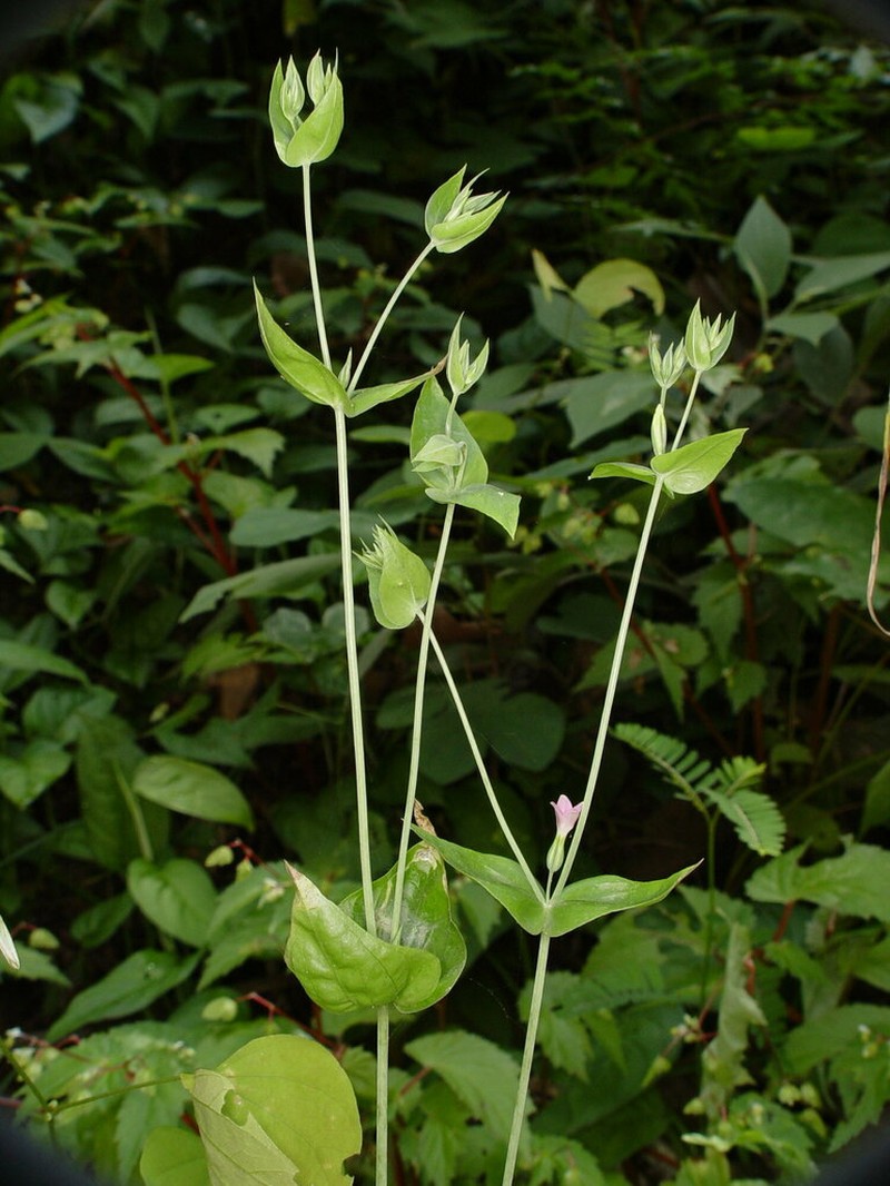 Xestaea lisianthoides photo 2