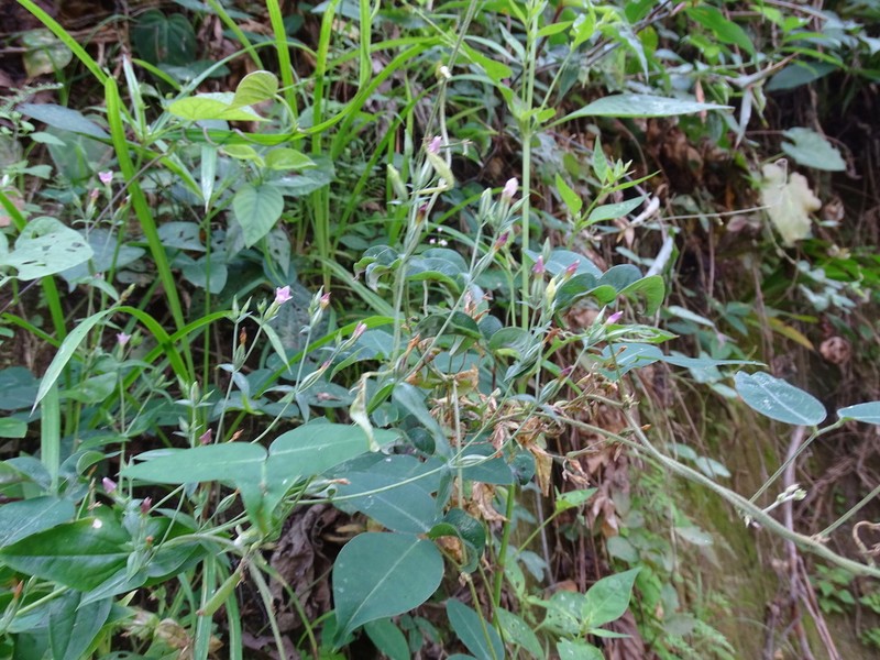 Xestaea lisianthoides photo 3