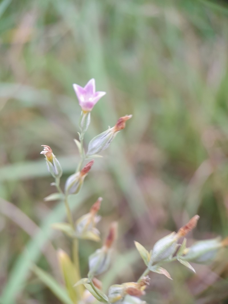 Xestaea lisianthoides photo 5