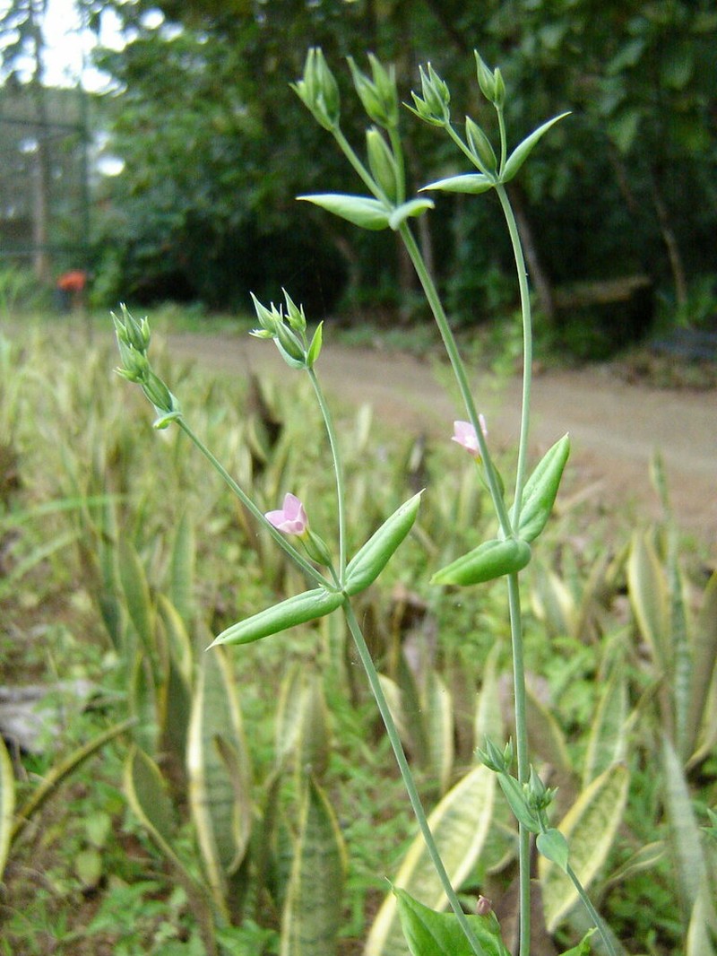 Xestaea lisianthoides photo 6