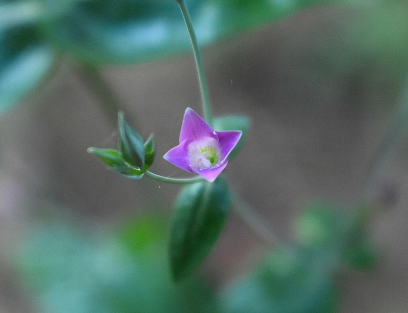 Xestaea lisianthoides photo 7