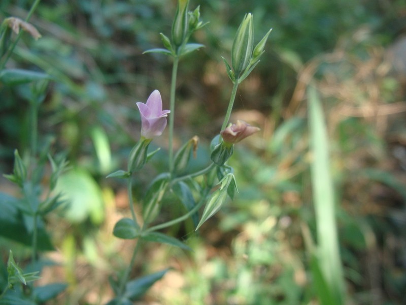 Xestaea lisianthoides photo 8