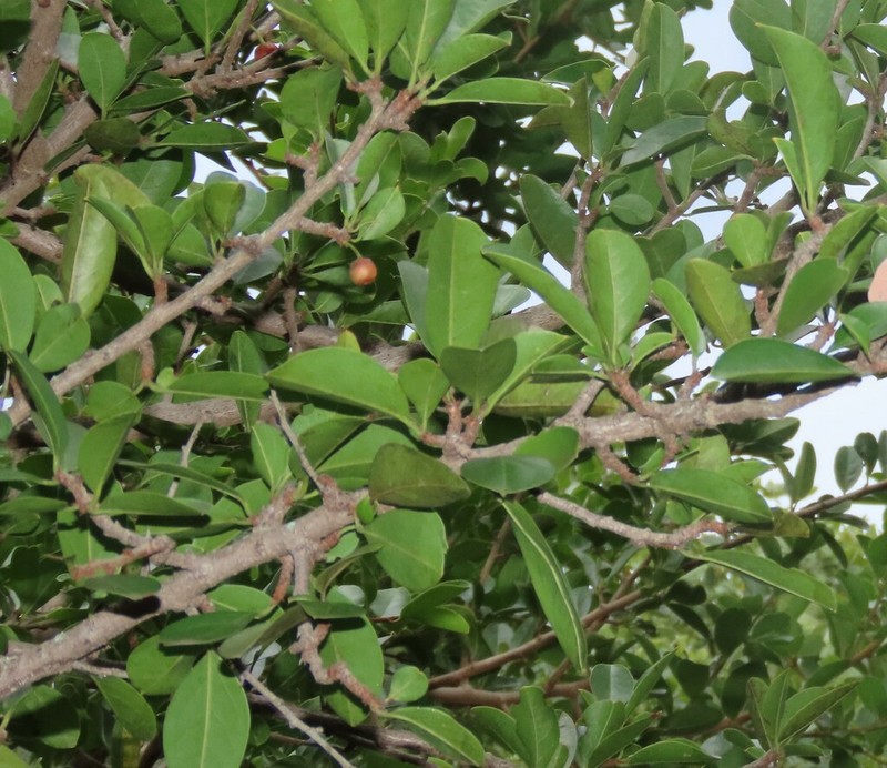 Ximenia afra