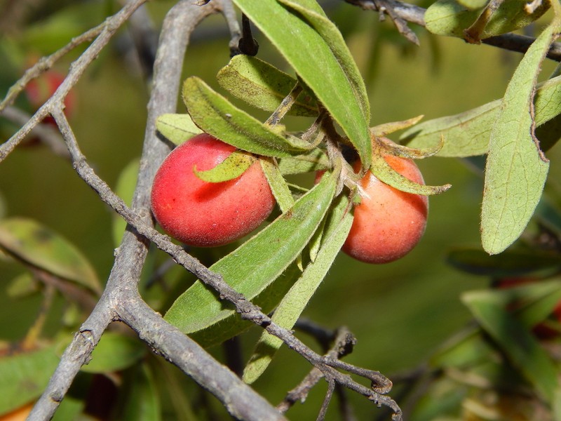 Ximenia afra photo 2
