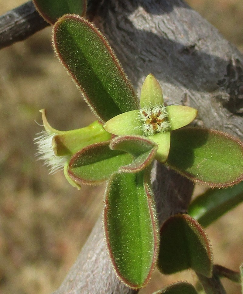Ximenia afra photo 3