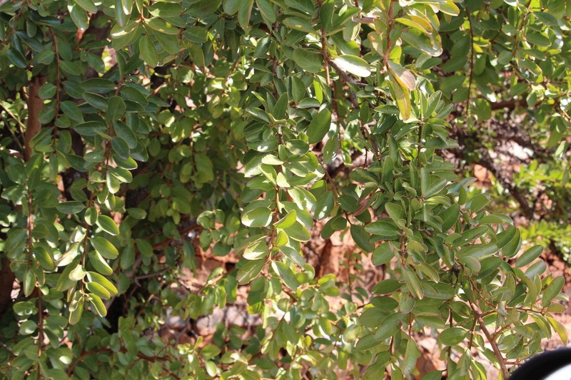 Ximenia afra photo 5